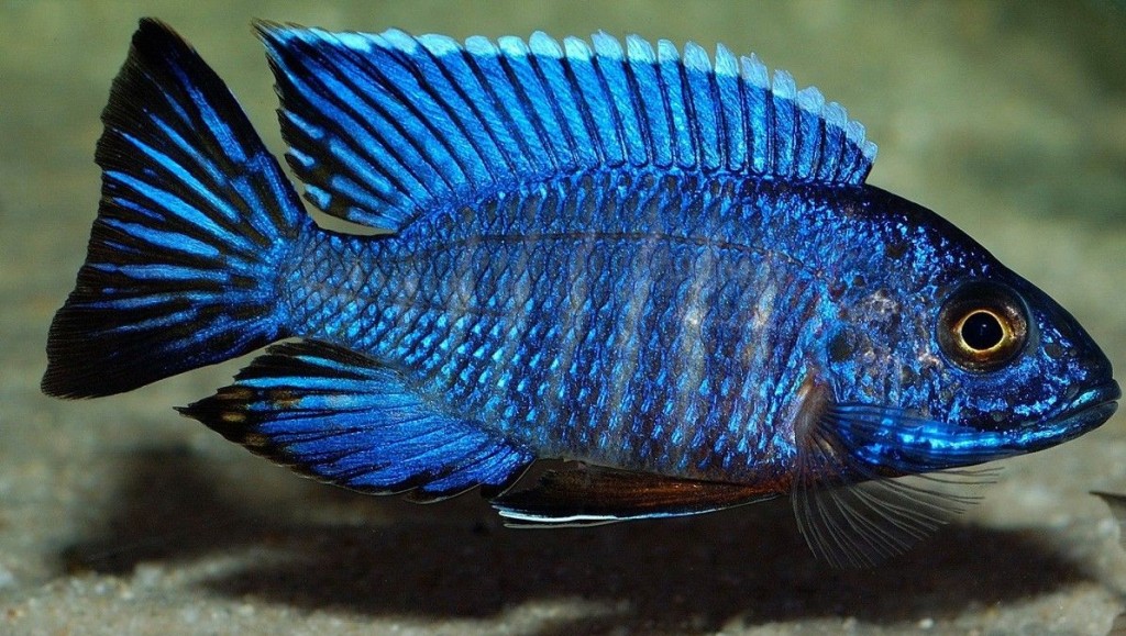 aulonocara blue