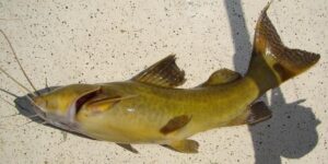 características do peixe Jundia-da-lagoa
