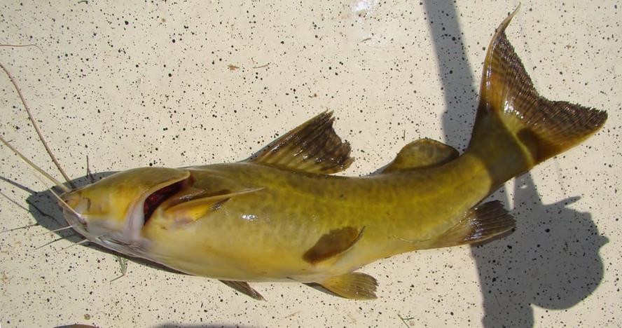 características do peixe Jundia-da-lagoa