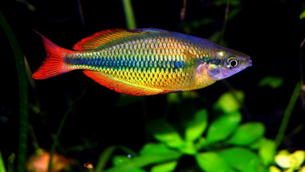 caracteristicas do peixe arco-iris do lago tebera