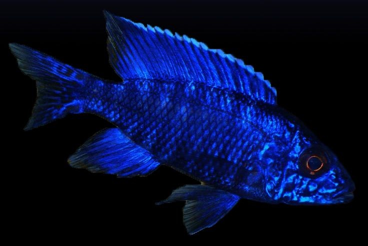 caracteristicas do peixe aulonocara blue
