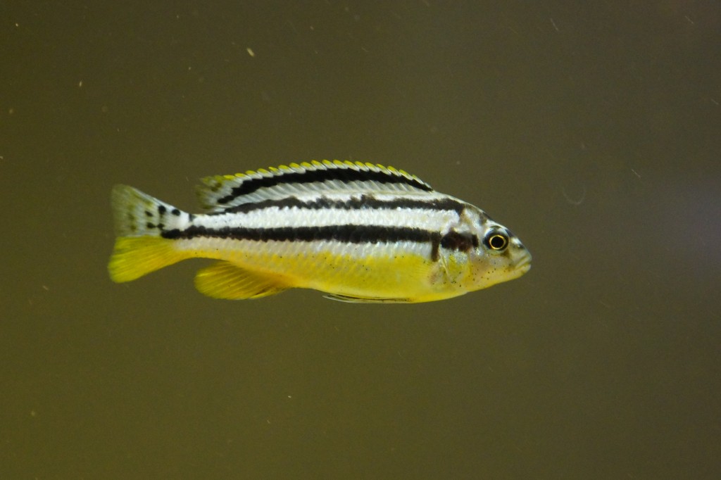 caracteristicas do peixe auratus