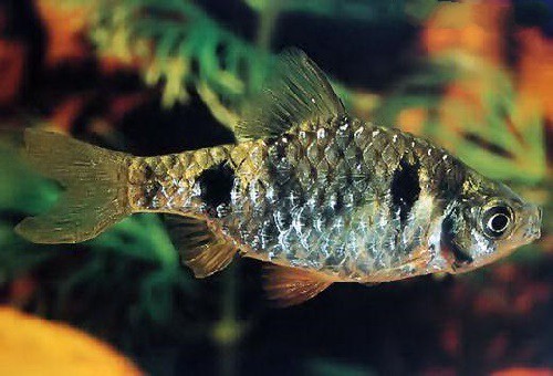 caracteristicas do peixe barbo cumingi