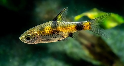 caracteristicas do peixe barbo dourado