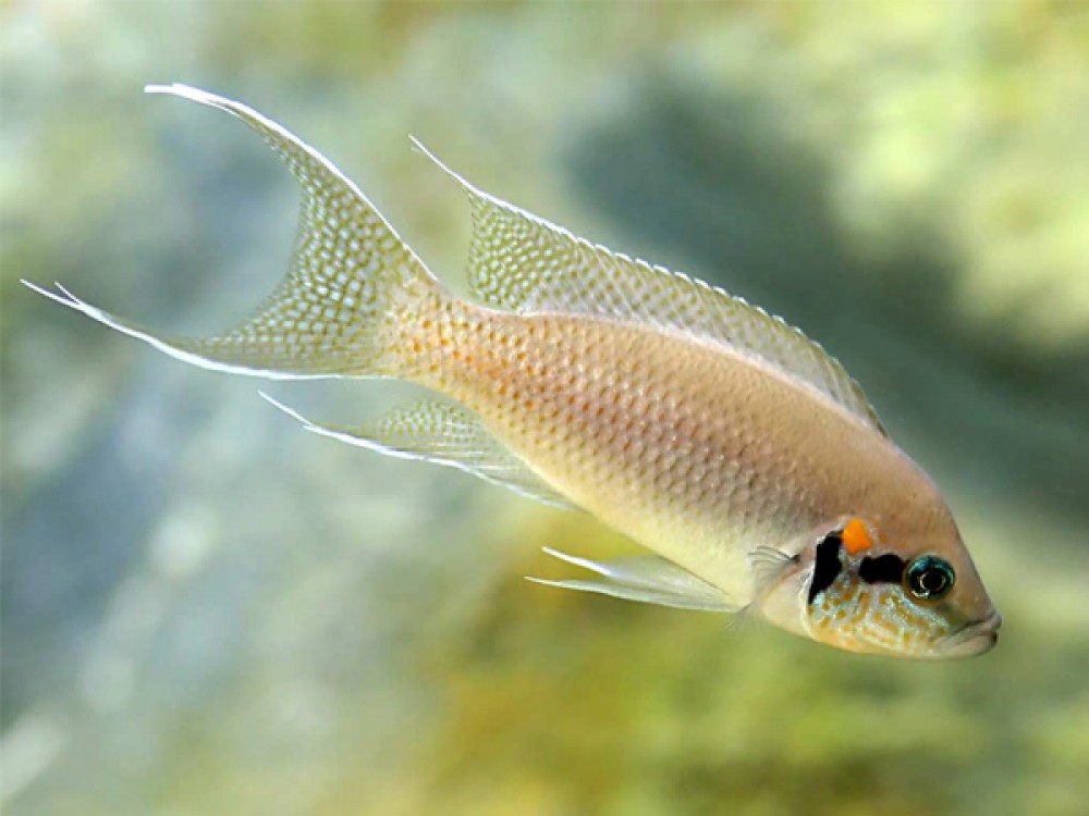 caracteristicas do peixe bichardi 