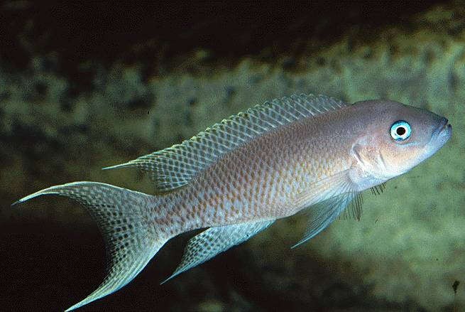 caracteristicas do peixe bichardi de nadadeiras brancas