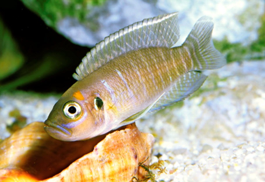 caracteristicas do peixe brevis