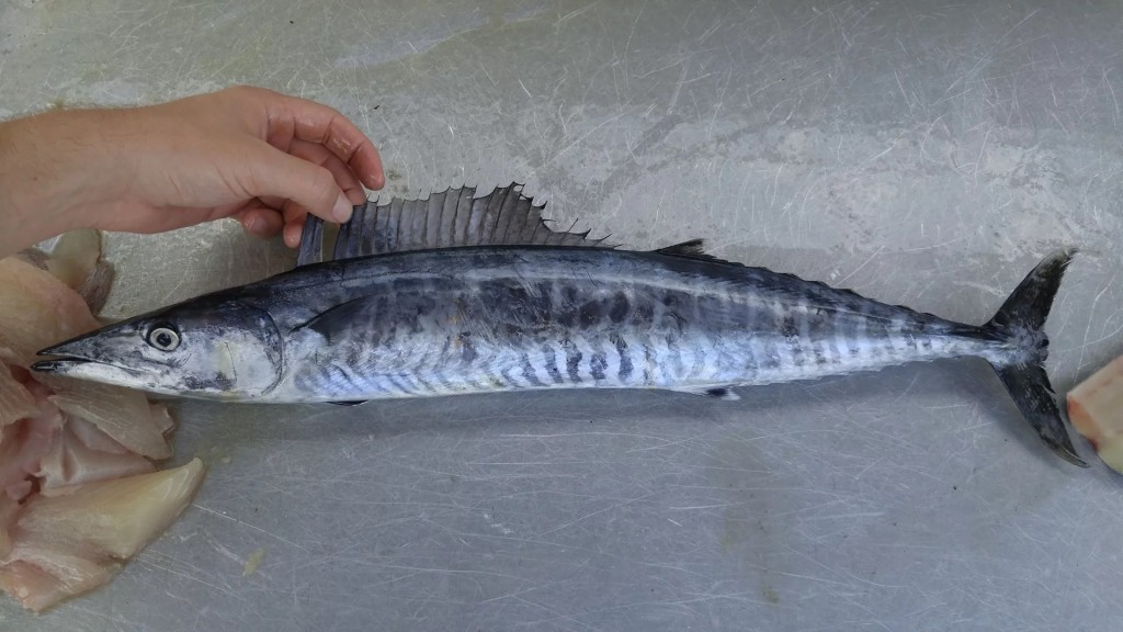 características do peixe cavala-da-índia