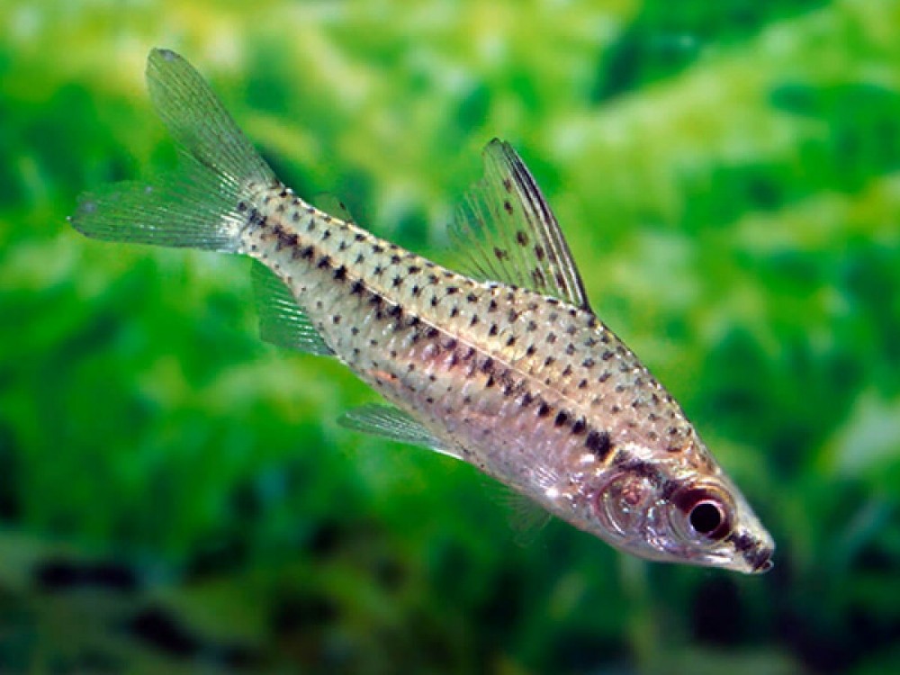 caracteristicas do peixe chilodus manchado