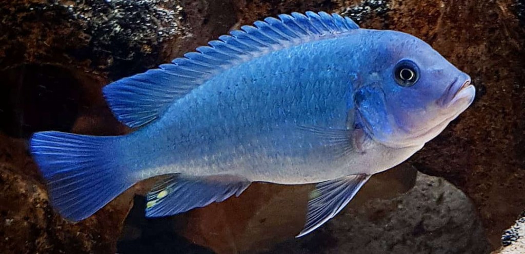 caracteristicas do peixe ciclideo cobalto azul