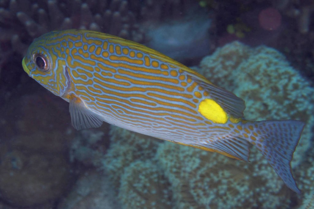 características do peixe-coelho-de-ouro