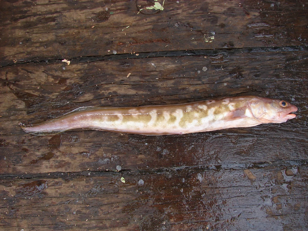 características do peixe congro-rosa