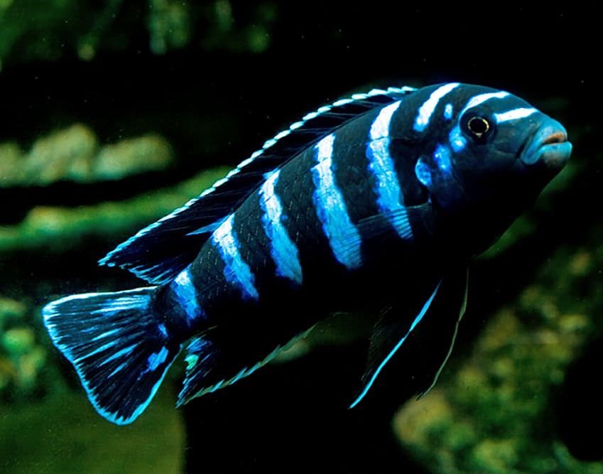 caracteristicas do peixe demasini pombo