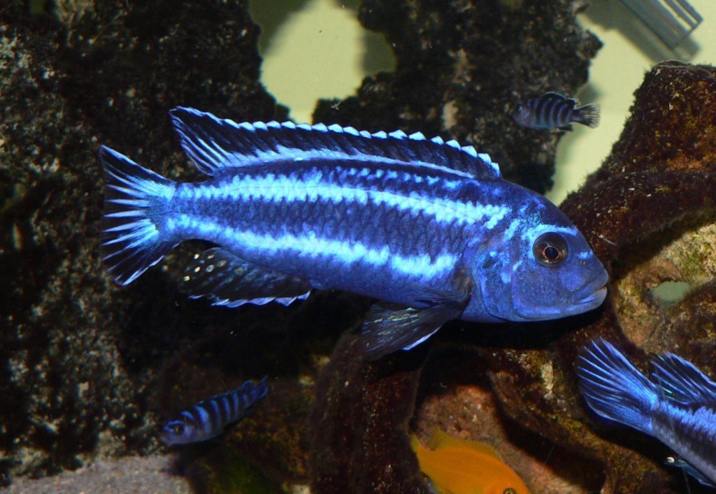 caracteristicas do peixe electric blue johannii
