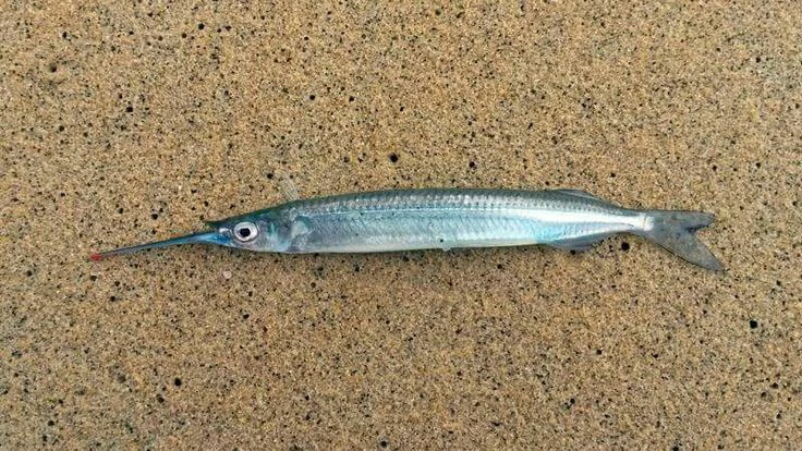 características do peixe farnangaio