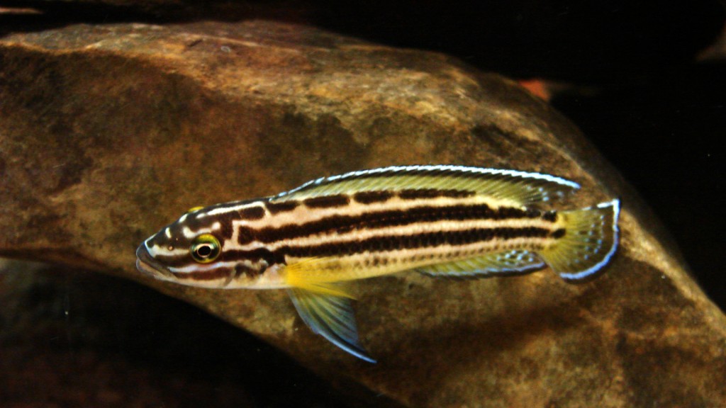 caracteristicas do peixe julie mascarado