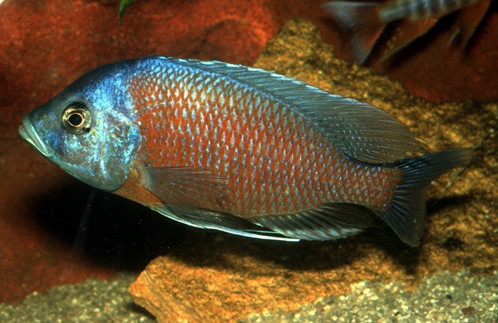 caracteristicas do peixe kandango