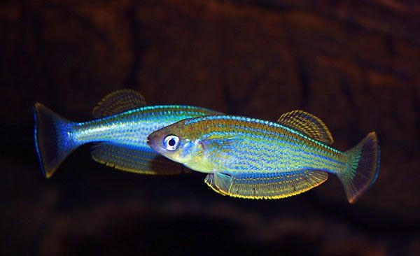 caracteristicas do peixe killifish do lago tanganica