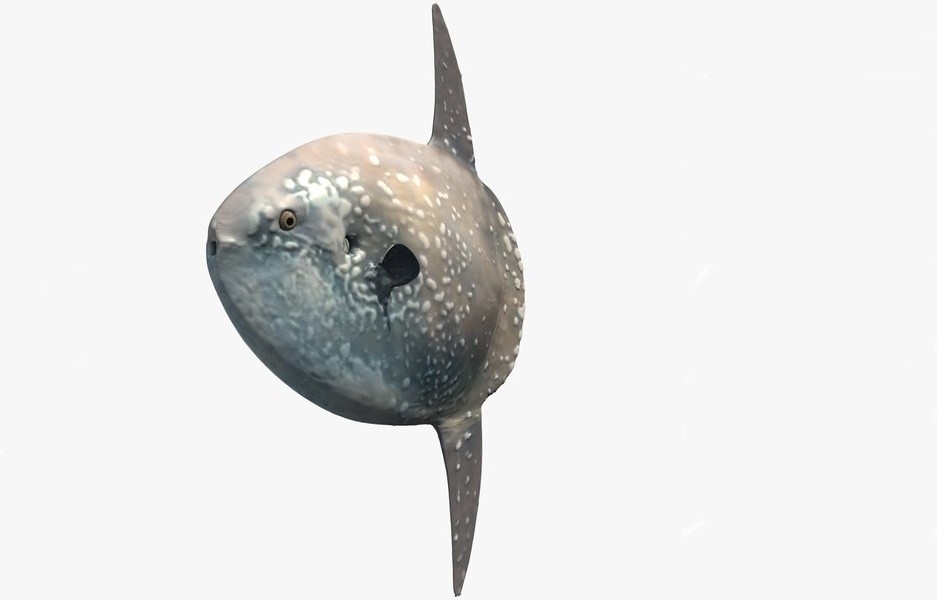 características do peixe-lua hoodwinker