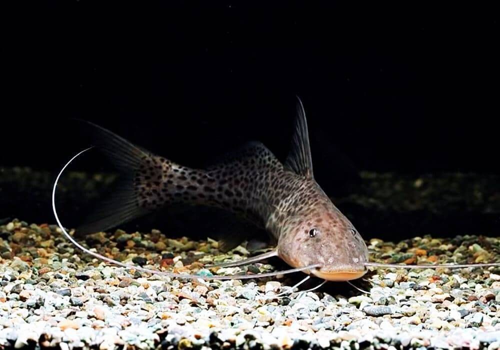 características do peixe mandi-chumbado
