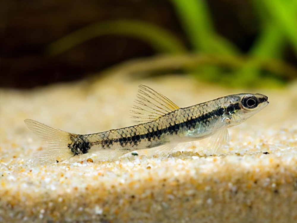 caracteristicas do peixe mocinha