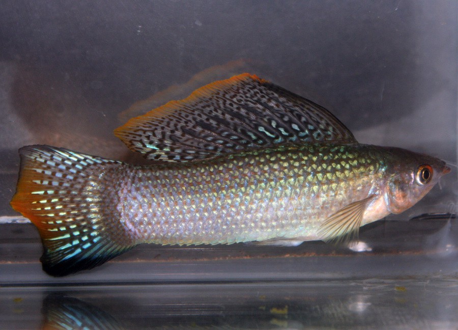 caracteristicas do peixe molinesia velifera