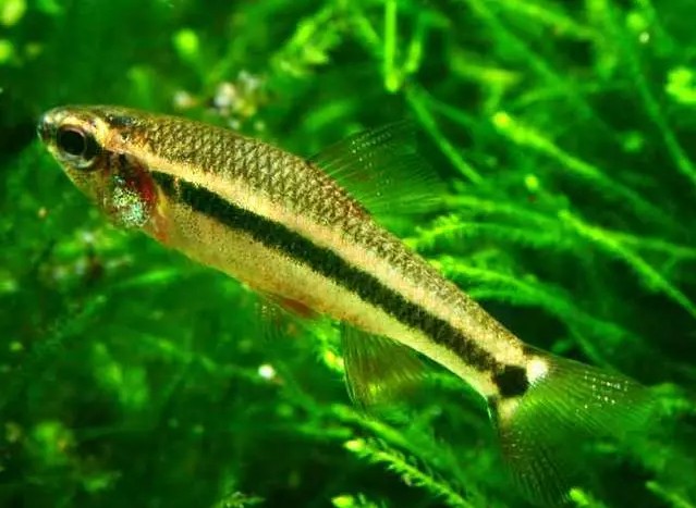 caracteristicas do peixe neolebias de ansorge