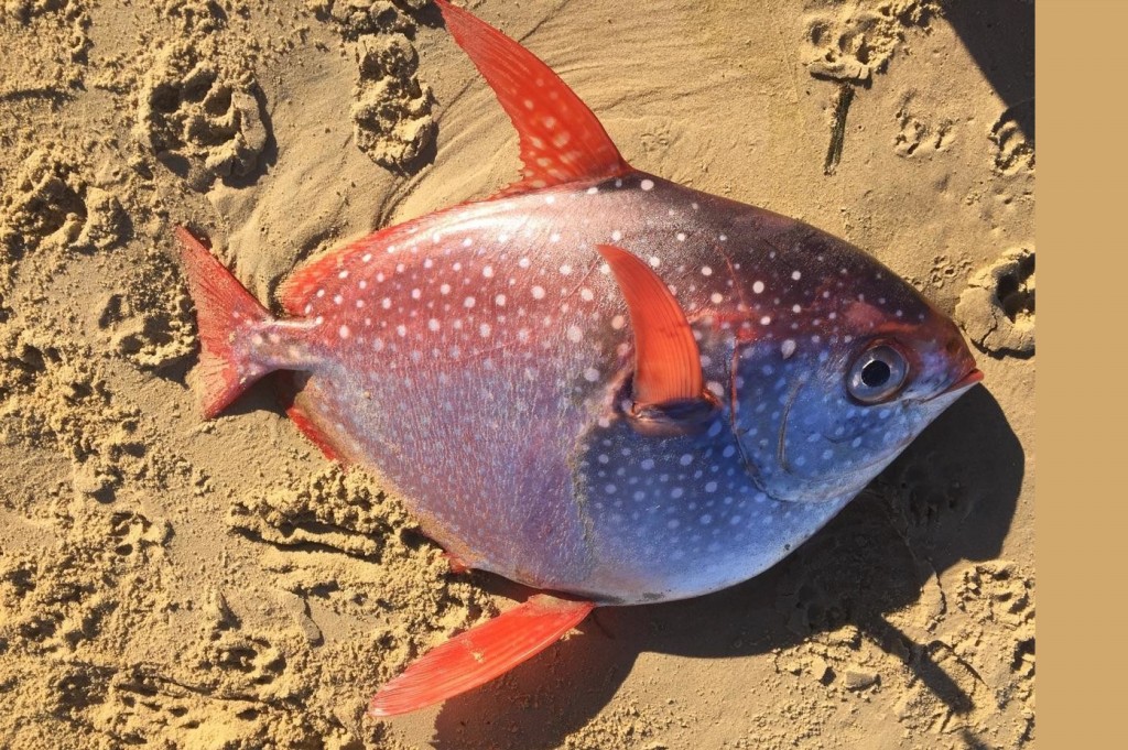 características do peixe opah