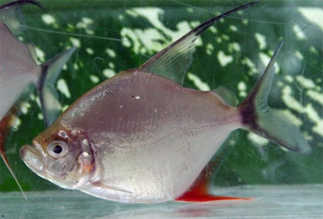 características do peixe pacu-piranha