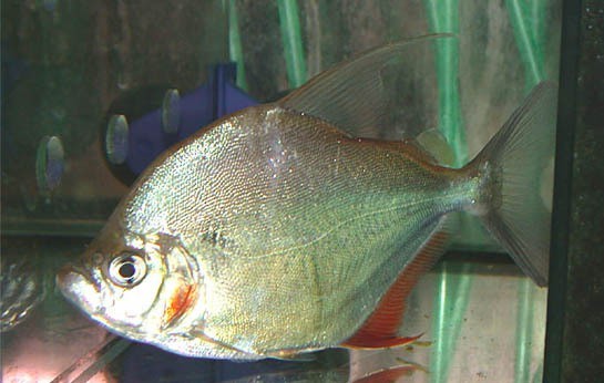 caracteristicas do peixe pacupeba