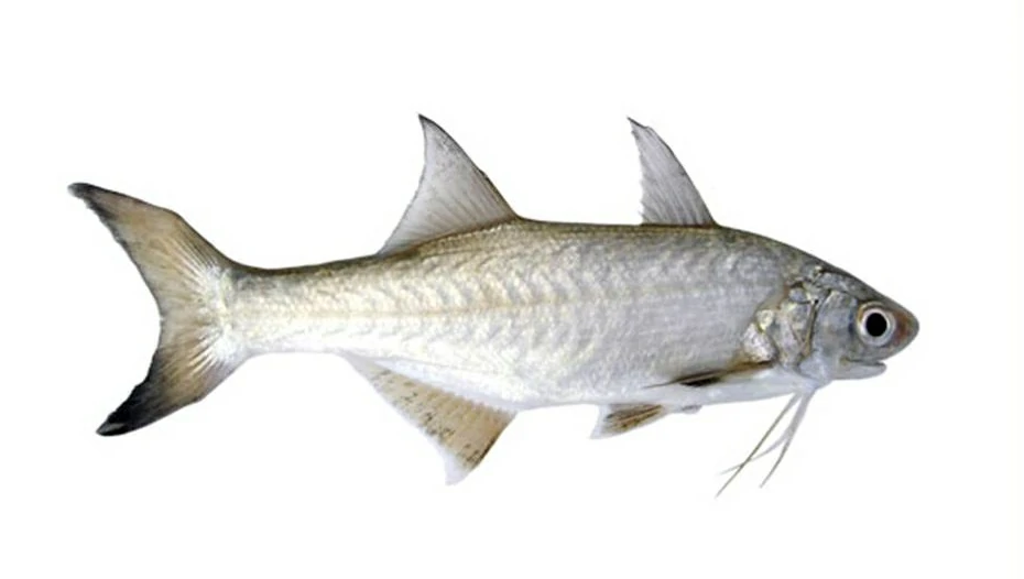 características do peixe parati