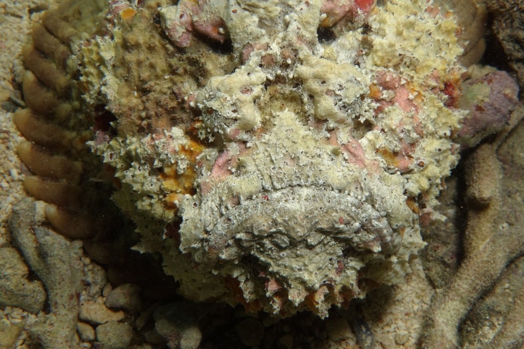 características do peixe-pedra estuarino