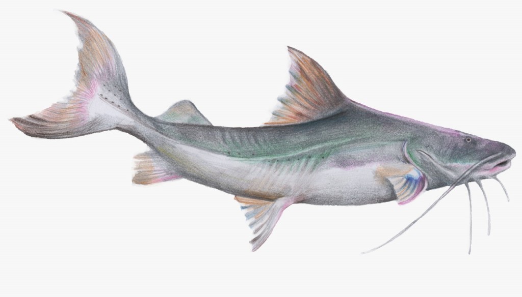 características do peixe piramutaba