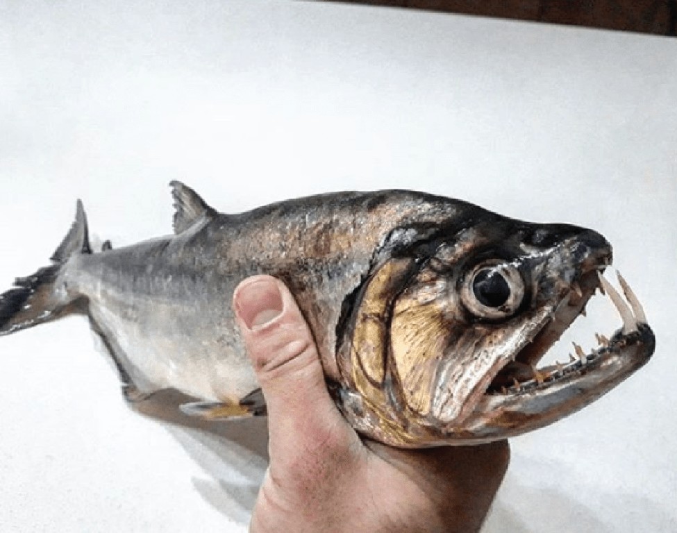 características do peixe pirandira 