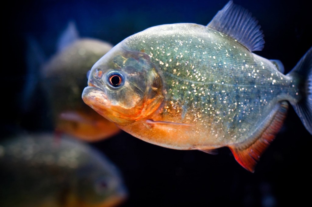 características do peixe piranha-do-sao-francisco