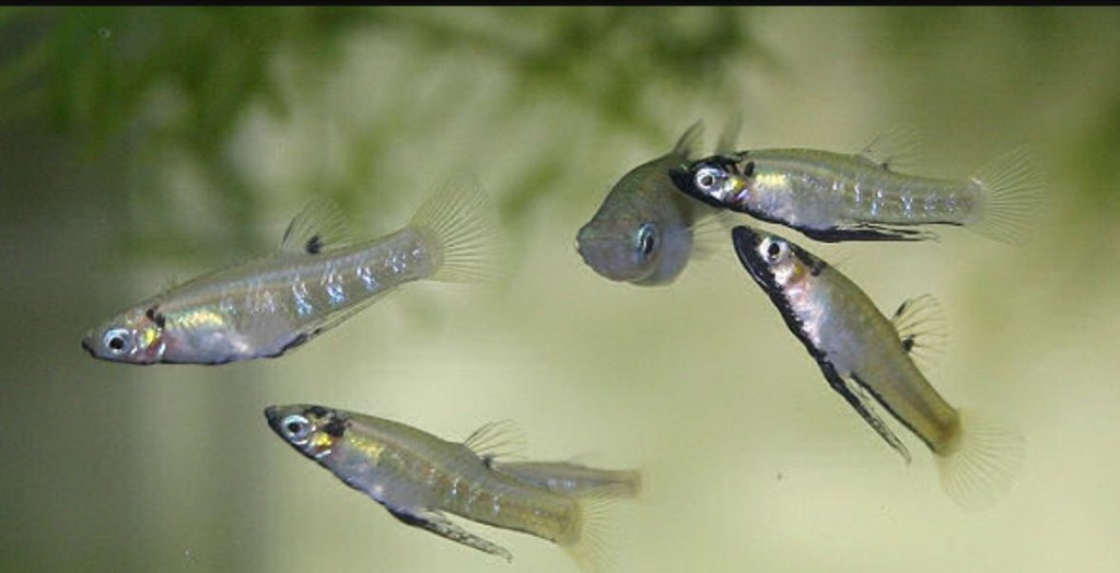 caracteristicas do peixe poecilideo metalico