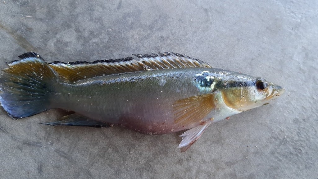 características do peixe sabao