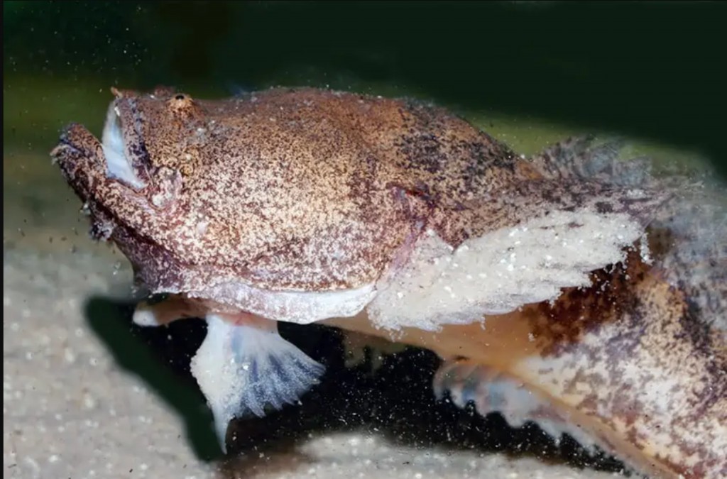caracteristicas do peixe sapo amazonico