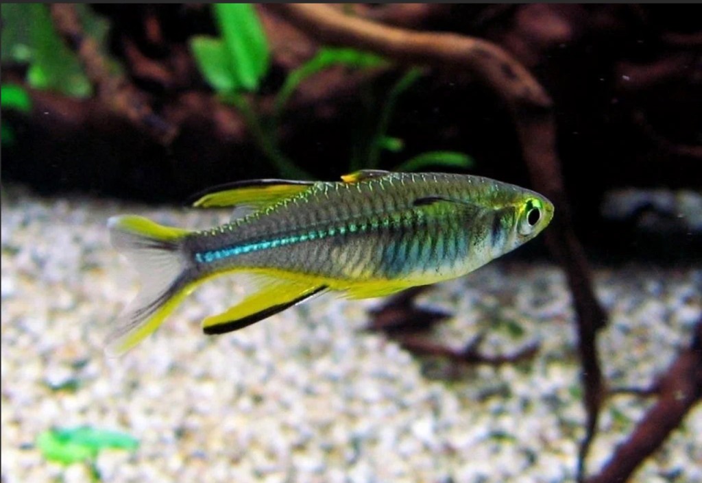 caracteristicas do peixe telmaterina