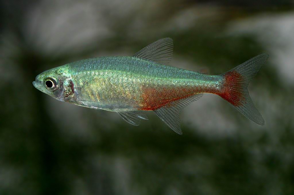 caracteristicas do peixe tetra green fire