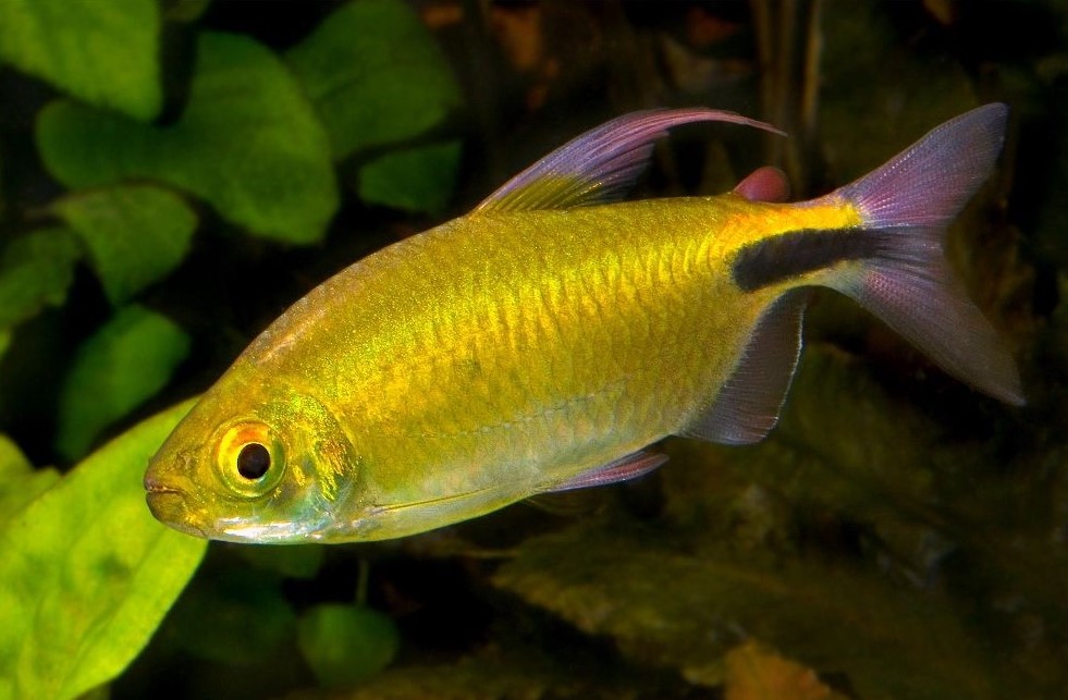 caracteristicas do peixe tetra longfin