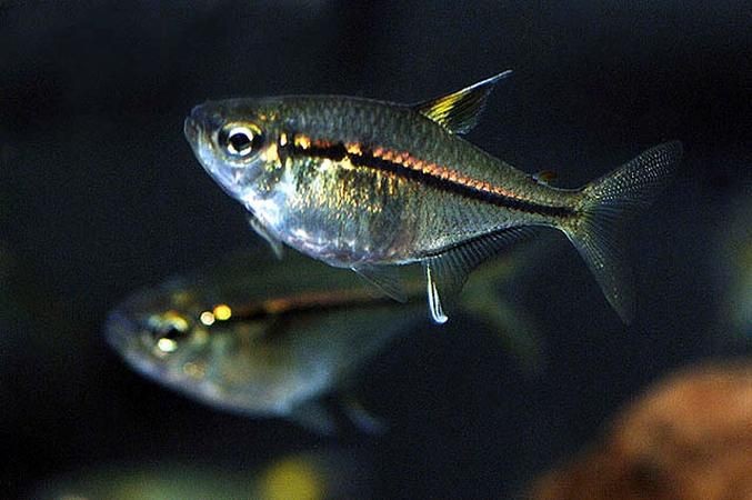 caracteristicas do peixe tetra ulrey