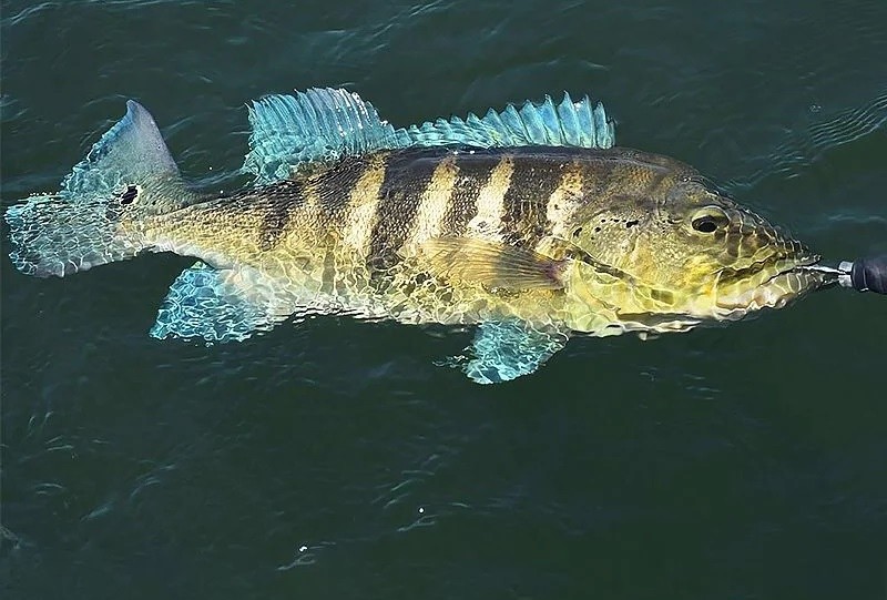 características do peixe tucunare azul