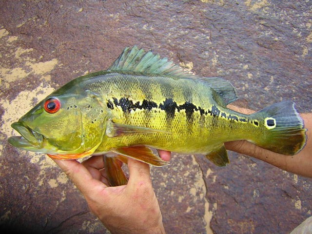 características do peixe tucunare real