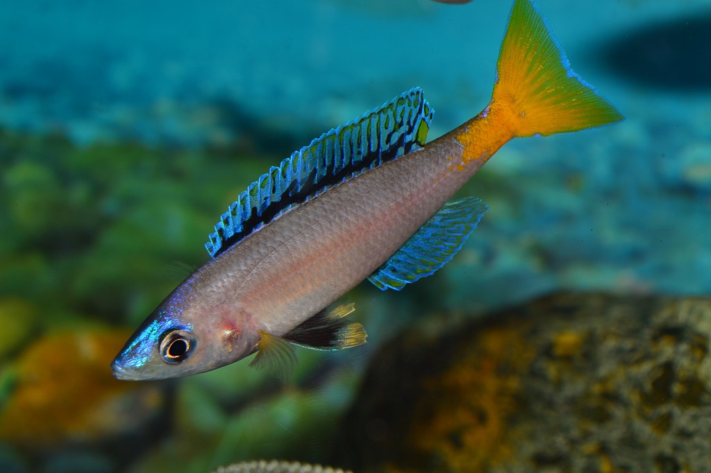 carcteristicas do peixe ciclideo sardinha