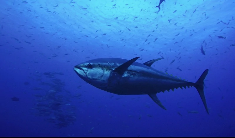 como pescar o atum no brasil