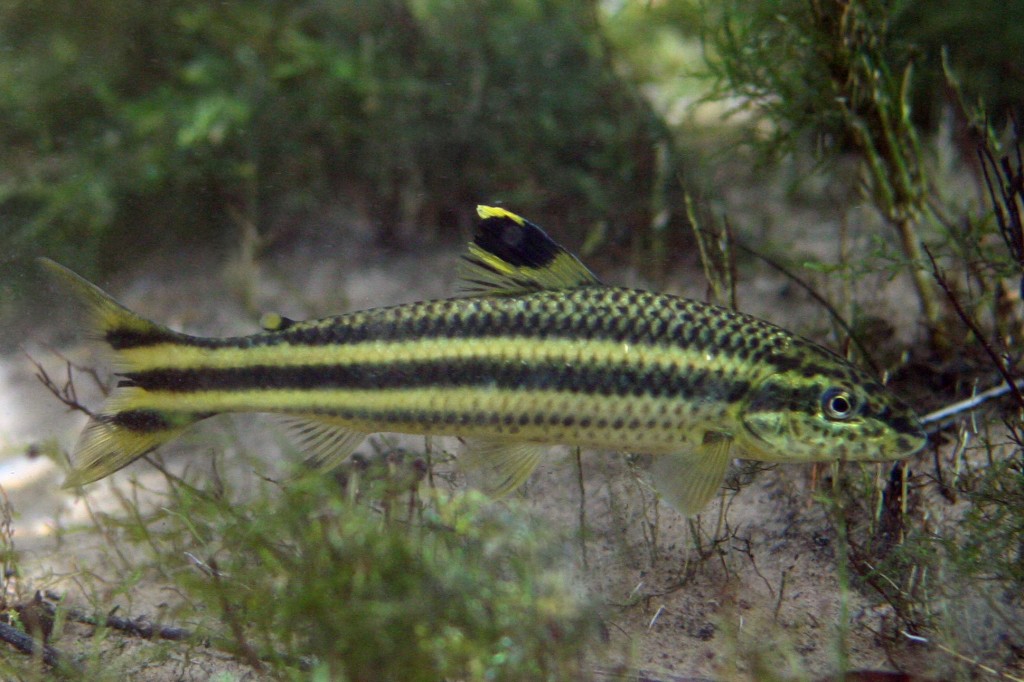 criacao do peixe canivete em aquario