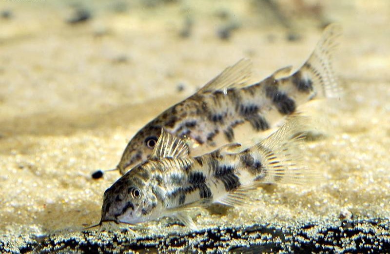 criacao do peixe coridora vale em aquario