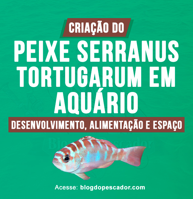 criacao do peixe serranus tortugarum em aquario