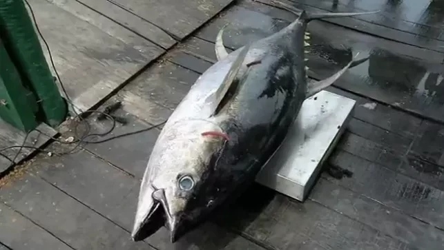 equipamento para pesca de atum